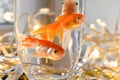 Goldfishes in a glass with water on the window day Royalty Free Stock Photo