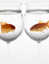 Goldfishes in a glasses Royalty Free Stock Photo