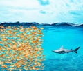 Goldfishes group make a wall against the shark. Concept of unity is strenght, teamwork and partnership Royalty Free Stock Photo