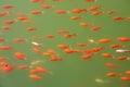 Goldfishes Royalty Free Stock Photo