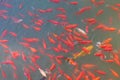 Goldfishes Royalty Free Stock Photo