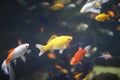 Goldfishes in paris aquarium