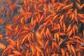 Goldfishes in a pond in the Peony Garden