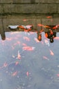 goldfishes in pool in public park in Beijing Royalty Free Stock Photo