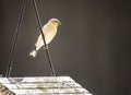 A Goldfitch sits backlit by the sun. Royalty Free Stock Photo