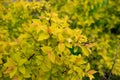 Goldflame Spirea is a compact, bumpy deciduous shrub and a beautiful ornamental plant for the garden Royalty Free Stock Photo