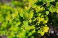 Goldflame Spirea Royalty Free Stock Photo