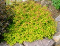 Goldflame Spirea Landscaping Shrub Royalty Free Stock Photo