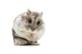 Goldhamster makes males on white table Royalty Free Stock Photo