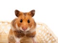 Goldhamster (Mesocricetus auratus) Royalty Free Stock Photo