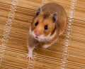 Goldhamster (Mesocricetus auratus) Royalty Free Stock Photo