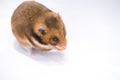 Goldhamster Mesocricetus auratus in studio against a white background Royalty Free Stock Photo