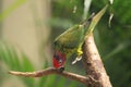 Goldie's lorikeet Royalty Free Stock Photo