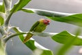 Goldie\'s Lorikeet (Psitteuteles goldiei) - Vibrant Avian Jewel of Papua New Guinea Royalty Free Stock Photo