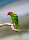 Goldie\'s Lorikeet (Psitteuteles goldiei) - Vibrant Avian Jewel of Papua New Guinea Royalty Free Stock Photo