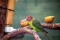 Goldie\'s Lorikeet (Psitteuteles goldiei) - Vibrant Avian Jewel of Papua New Guinea Royalty Free Stock Photo