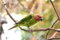 Goldies lorikeet (Psitteuteles goldiei) Royalty Free Stock Photo