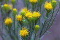 Goldilocks aster, Galatella linosyris Royalty Free Stock Photo