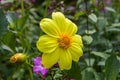 Goldilocks Rocks Bidensa ferulifolia.