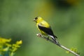 Goldinch with Summery Green Background - Spinus tristis Royalty Free Stock Photo