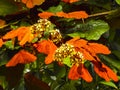 Goldleaf Bauhinia