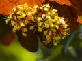 Goldleaf Bauhinia