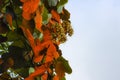 Goldleaf Bauhinia