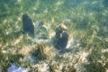 A goldline fish  swimming among fan mussels. Royalty Free Stock Photo