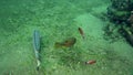 Goldlined spinefoot Siganus guttatus, Bluetail trunkfish Ostracion cyanurus in the corals in Zulu sea Dumaguete