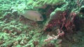 Goldlined spinefoot Siganus guttatus in the corals in Zulu sea Dumaguete