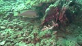 Goldlined spinefoot Siganus guttatus in the corals in Zulu sea Dumaguete
