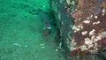 Goldlined spinefoot Siganus guttatus, in the corals in Zulu sea Dumaguete