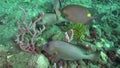 Goldlined spinefoot Siganus guttatus in the corals in Zulu sea Dumaguete