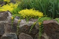 Goldmoss stonecrop on the flowerbed.