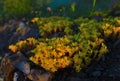 Goldmoss stonecrop flowers, Sedum acre. Blossoming bunch