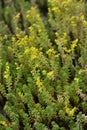 Goldmoss stonecrop