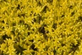 Goldmoss Stonecrop