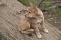 The 8 week old golden dingo is checking his surroundings Royalty Free Stock Photo