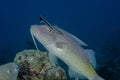 Goldsaddle goatfish with cleanerfish Royalty Free Stock Photo