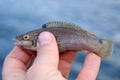 Goldsinny wrasse fishing trophy Royalty Free Stock Photo