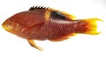 Goldspot Pigfish Isolated on White Royalty Free Stock Photo