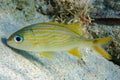 Goldspot Seabream, Gnathodentex aureolineatus, young sea and ocean fish