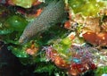 A Goldspotted Eel Emerges from the Reef