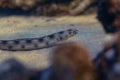 Goldspotted Eel Royalty Free Stock Photo