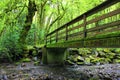 Moss covered bridge over rain forest creek Royalty Free Stock Photo