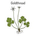 Goldthread Coptis chinensis , or canker root, medicinal plant Royalty Free Stock Photo