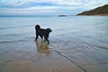 Goldwndoodle view into the sea with the feet in the water. Dog vacation from Denmark Royalty Free Stock Photo