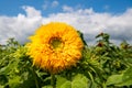 A goldy double sunflower in a field Royalty Free Stock Photo