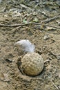 Golf Ball Royalty Free Stock Photo