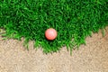 Golf Ball on Grass